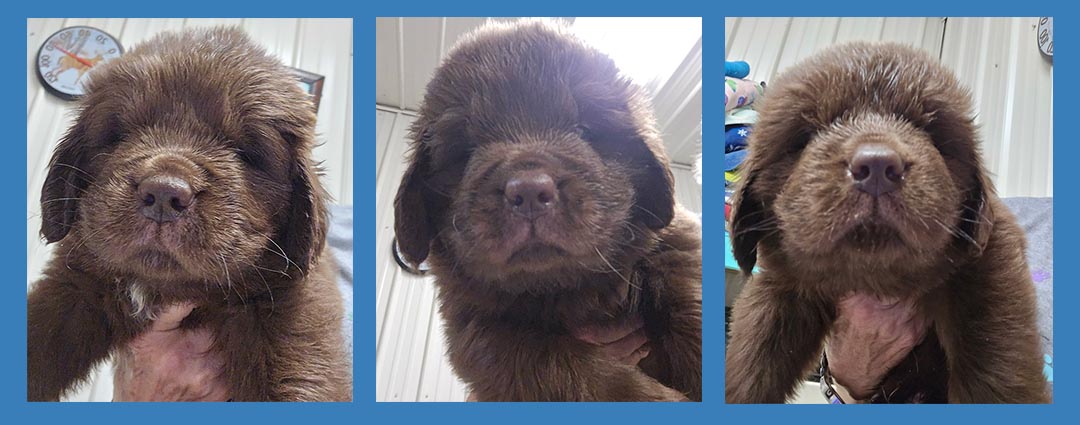 Three brown Newfoundland pupies