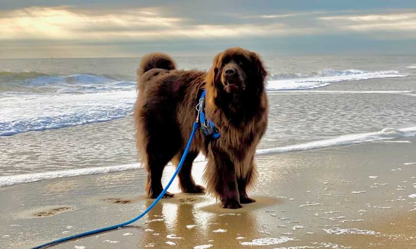 King Kai is an example of a well bred Newfoundland.