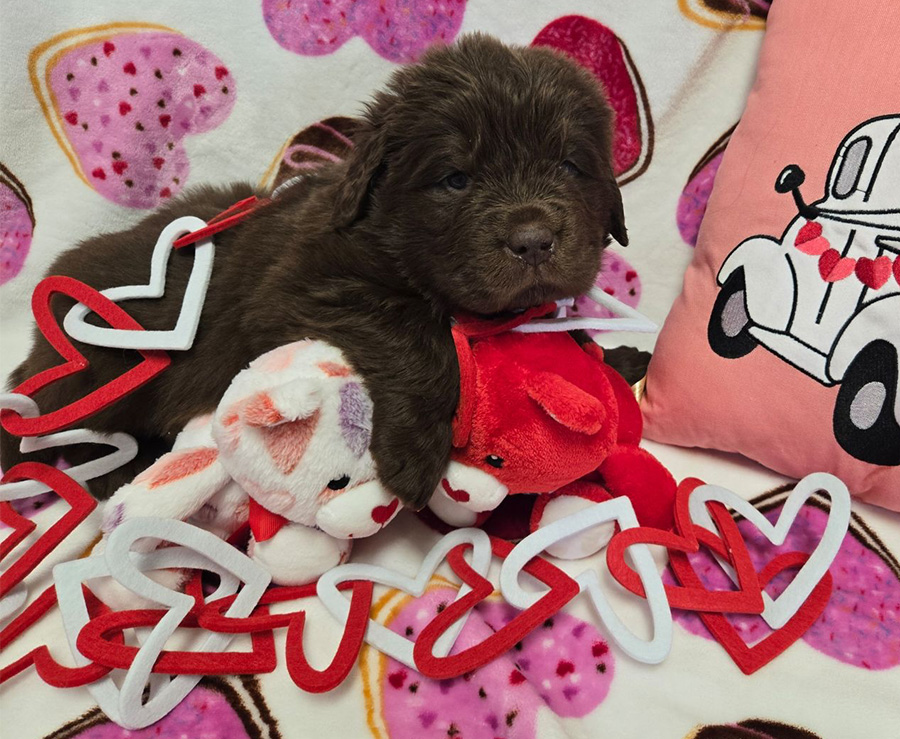 Brown female Newfoundland Puppy for Sale | St. Albans, WV