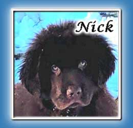 North Fork's In the Nick of Time "Nick" | North Fork Newfoundlands, St. Albans, WV
