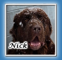 North Fork's In the Nick of Time "Nick" | North Fork Newfoundlands, St. Albans, WV