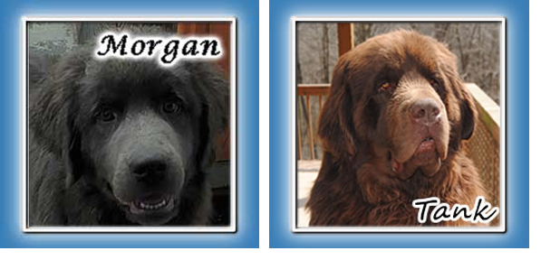 A gray Newfoundland named Morgan and a Chocolate Newfoundland name Tank