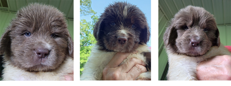 Three grey Newfoundland puppies for sale in St. Albans, WV