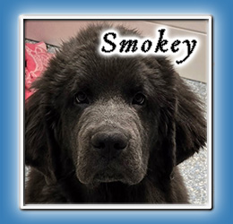 North Forks Smokey