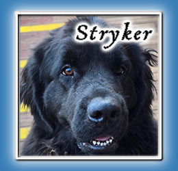 North Fork Newfoundlands | Stryker