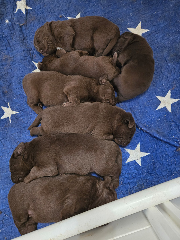 Brown female Newfoundland Puppies for Sale | St. Albans, WV