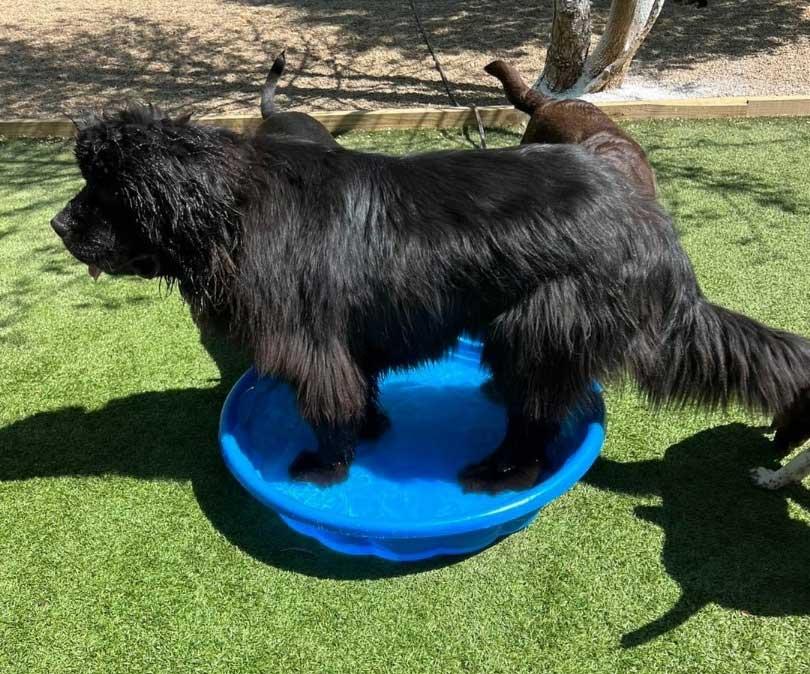 George is cooling off after his training session