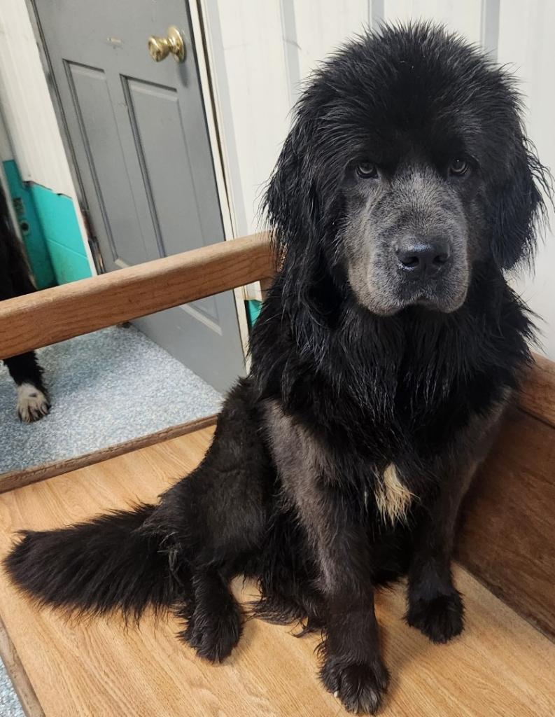 Grey Newfoundland sitting and leaning against a white wall
