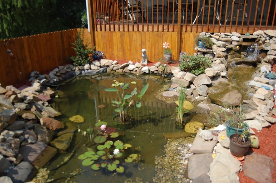 Our built-in pond.